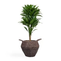 Dracaena Fragrans Compacta - Branched -PlantVibe Shop Dracaena fragrans Compacta Branched 24x75cm Jelle Plant Baskets Set of 3 Black warped a799a670 655b 4e6e 8f03 e8610f298c38