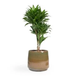 Dracaena Fragrans Compacta - Branched -PlantVibe Shop Dracaena fragrans Compacta Branched 24x75cm Joah Plant Pot Oasis 33x28cm