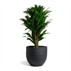 Dracaena Fragrans Compacta - Branched -PlantVibe Shop Dracaena fragrans Compacta Branched 24x75cm Rinca Plant Pot Shiny Black 29x26cmV2 d1a30b6d e211 4522 9b8e 6a963efd0c98