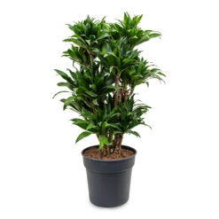 Dracaena Fragrans Compacta - Branched -PlantVibe Shop Dracaena fragrans Compacta Branched 30x100cm