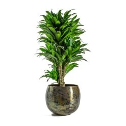 Dracaena Fragrans Compacta - Branched -PlantVibe Shop Dracaena fragrans Compacta Branched Kian Metal Plant Pots Set of 3 Large Sky Burn