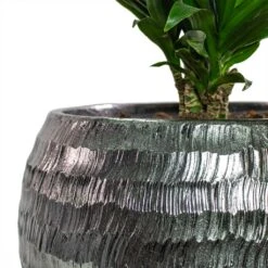 Opus Hammered Globe Planter - Silver -PlantVibe Shop Dracaena fragrans Compacta Branched Opus Hammered Globe Planter Silver Close Up