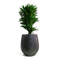 Dracaena Fragrans Compacta - Branched -PlantVibe Shop Dracaena fragrans Compacta Branched Opus Hit Darcy Planter Silver 1e85d98a f69b 4b69 b4d5 c664c28cae6f