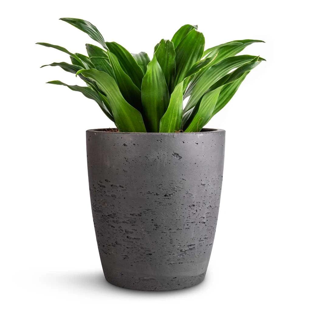 Gerben Plant Pot - Black Washed 2 Gerben Plant Pot - Black Washed - Image 2