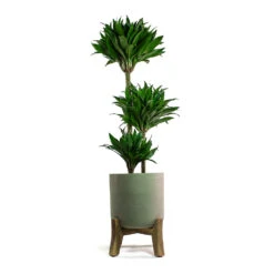 Charlie Plant Pot - Low Stand - Grey Washed 10 Charlie Plant Pot - Low Stand - Grey Washed -PlantVibe Shop Dracaena fragrans Compacta Multi Stem Charlie Plant Pot Low Stand Grey Washed