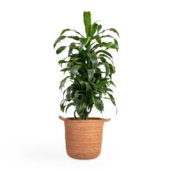 Dracaena Fragrans Dorado - Branched 20 Dracaena Fragrans Dorado - Branched -PlantVibe Shop Dracaena fragrans Dorado Branched 21x70cm Nelis Plant Basket Camel 28x27cm