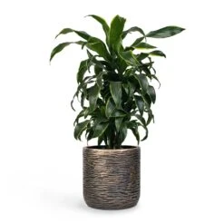 Dracaena Fragrans Dorado - Branched 17 Dracaena Fragrans Dorado - Branched -PlantVibe Shop Dracaena fragrans Dorado Branched 21x70cm Plant Pot Luxe Lite Wrinkle Cylinder Planter Bronze 28x27cm