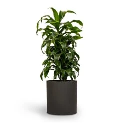 Dracaena Fragrans Dorado - Branched 18 Dracaena Fragrans Dorado - Branched -PlantVibe Shop Dracaena fragrans Dorado Branched 21x70cm Pot Max Refined Planter 29x29.5cm 2 814c9cca 14d7 4ebb 9b15 2f8d14bfad60