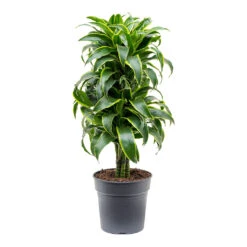 Dracaena Fragrans Dorado - Branched 13 Dracaena Fragrans Dorado - Branched -PlantVibe Shop Dracaena fragrans Dorado Branched
