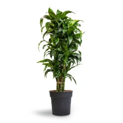 Dracaena Fragrans Dorado - Branched 15 Dracaena Fragrans Dorado - Branched -PlantVibe Shop Dracaena fragrans Dorado Branched 27x110cm