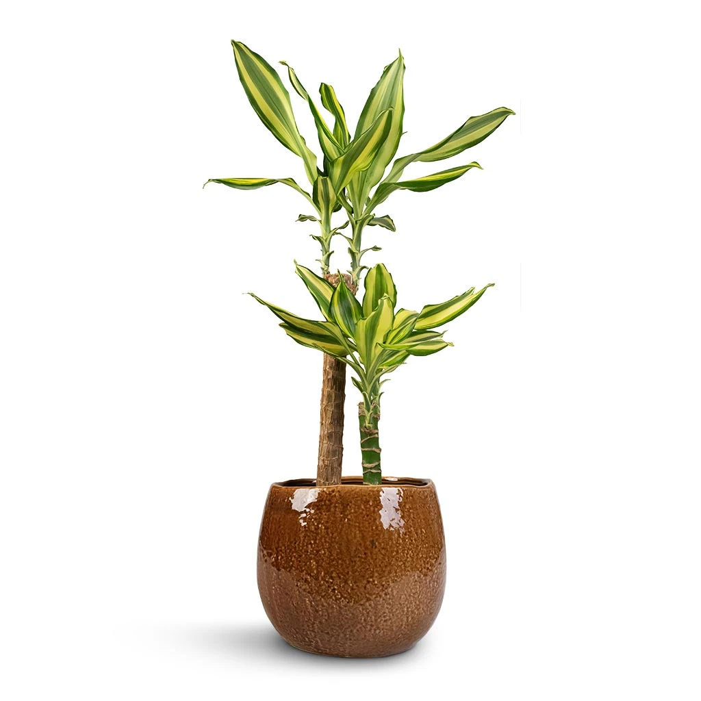 Dracaena Fragrans Golden Coast - Multi Stem 10 Dracaena Fragrans Golden Coast - Multi Stem - Image 10