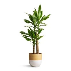 Dracaena Fragrans Golden Coast - Multi Stem 14 Dracaena Fragrans Golden Coast - Multi Stem -PlantVibe Shop Dracaena fragrans Golden Coast Multi Stem 17x70cm Bamboo Plant Pot White 19x19cm