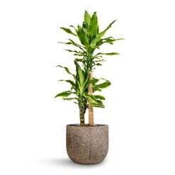 Dracaena Fragrans Golden Coast - Multi Stem 15 Dracaena Fragrans Golden Coast - Multi Stem -PlantVibe Shop Dracaena fragrans Golden Coast Multi Stem 17x70cm 2 stems Cody Cement Stone Plant Pot Granite Grey