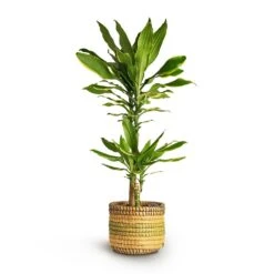 Dracaena Fragrans Golden Coast - Multi Stem 19 Dracaena Fragrans Golden Coast - Multi Stem -PlantVibe Shop Dracaena fragrans Golden Coast Multi Stem 17x80cm 2stems Jane Plant Baskets Set5 Jungle b6fd3bbc 2ee0 4004 9468 ef0c018b093f