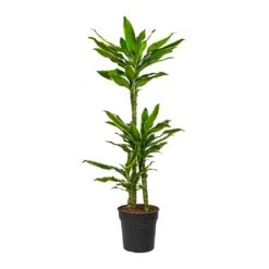 Dracaena Fragrans Golden Coast - Multi Stem 18 Dracaena Fragrans Golden Coast - Multi Stem -PlantVibe Shop Dracaena fragrans Golden Coast Multi Stem