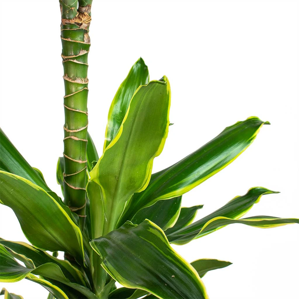 Dracaena Fragrans Golden Coast - Multi Stem 2 Dracaena Fragrans Golden Coast - Multi Stem - Image 2