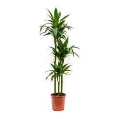 Dracaena Fragrans Janet Craig - Multi Stem -PlantVibe Shop Dracaena fragrans Janet Craig Multi Stem