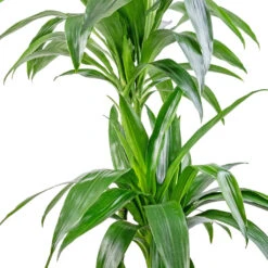 Dracaena Fragrans Janet Craig - Multi Stem -PlantVibe Shop Dracaena fragrans Janet Craig Multi Stem 24x135cm DETAIL