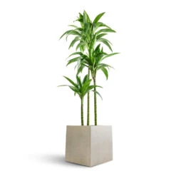 Grigio Cube Planter - Antique White Concrete 12 Grigio Cube Planter - Antique White Concrete -PlantVibe Shop Dracaena fragrans Janet Craig Multi Stem 24x135cm 3 stems Grigio Cube Planter Antique White Concrete 30x30x30cm ace2f845 18f5 4494 974e 45d3c7325fb2