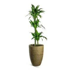 Dracaena Fragrans Janet Craig - Multi Stem -PlantVibe Shop Dracaena fragrans Janet Craig Multi Stem Ben Plant Pot Straw Grass