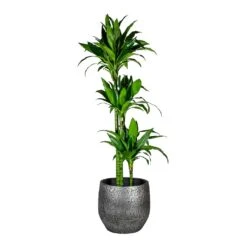 Dracaena Fragrans Janet Craig - Multi Stem -PlantVibe Shop Dracaena fragrans Janet Craig Multi Stem Evi Plant Pot Midnight Black 35cm
