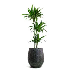 Dracaena Fragrans Janet Craig - Multi Stem -PlantVibe Shop Dracaena fragrans Janet Craig Multi Stem Opus Hit Darcy Planter Silver 188e73ad 04ec 4c7c 8464 a99a9fb334de