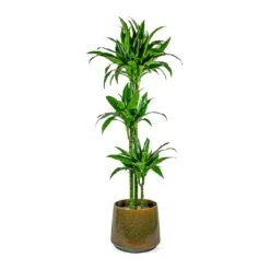 Dracaena Fragrans Janet Craig - Multi Stem -PlantVibe Shop Dracaena fragrans Janet Craig Multi Stem joah oasis 33cm plant pot studio