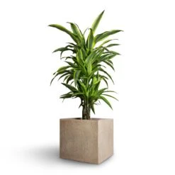 Raindrop Cube Planter - Stone -PlantVibe Shop Dracaena fragrans Lemon Lime Branched 21x70cm Raindrop Cube Planter Stone 30x30x27cm ae9dd8c7 c891 481d 8ac5 b1364706eab5