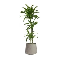 Patt Plant Pot - Grey Washed -PlantVibe Shop Dracaena fragrans Lemon Lime Multi Stem Patt Plant Pot Grey Washed 5fb8f3d1 7454 44c1 b445 7bb9138f2993