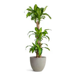 Mini Jesslyn Plant Pot - Grey Washed -PlantVibe Shop Dracaena fragrans Massangeana Multi Stem Mini Jesslyn Plant Pot Grey Washed