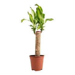 Dracaena Fragrans Massangeana - Single Stem -PlantVibe Shop Dracaena fragrans Massangeana Single Stem 14x65cm