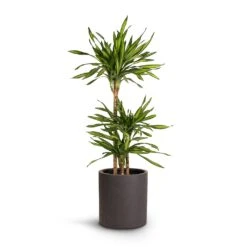Max Refined Planter - Volcano Black -PlantVibe Shop Dracaena fragrans Riki Multi Stem 21x100cm 3stems Max Refined Planter Volcano Black 29x29.5cm