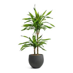 Mini Orb Kevan Plant Pot - Black Washed -PlantVibe Shop Dracaena fragrans Riki Multi Stem Mini Orb Kevan Plant Pot Black Washed 0db091ea c26e 4629 9fec 3ecb01bfb139