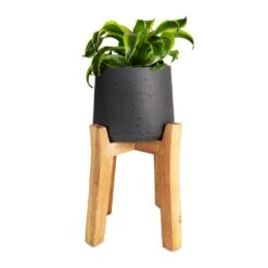 Patt Plant Pot - Tall Stand - Black Washed -PlantVibe Shop Dracaena fragrans Tornado Head 12x25cm Patt Plant Pot Tall Stand Black Washed 23x34cmcopy 99b01b54 1c04 4197 876a 62e4fc0fa06a