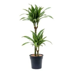 Dracaena Fragrans Ulises - Multi Stem 9 Dracaena Fragrans Ulises - Multi Stem -PlantVibe Shop Dracaena fragrans Ulises Multi Stem 2 Stem