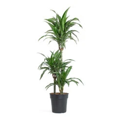 Dracaena Fragrans Ulises - Multi Stem 8 Dracaena Fragrans Ulises - Multi Stem -PlantVibe Shop Dracaena fragrans Ulises Multi Stem 21cm