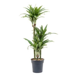Dracaena Fragrans Ulises - Multi Stem 10 Dracaena Fragrans Ulises - Multi Stem -PlantVibe Shop Dracaena fragrans Ulises Multi Stem