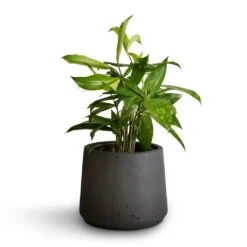 Patt Plant Pot - Black Washed 22 Patt Plant Pot - Black Washed -PlantVibe Shop Dracaena surculosa 12x40cm Patt Plant Pot Black Washed 17x14cm b71e6e31 f1c7 47e2 89e6 60d7c7340653