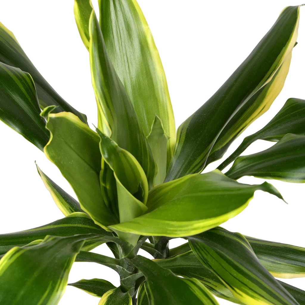 Dracaena Fragrans Golden Coast - Multi Stem 7 Dracaena Fragrans Golden Coast - Multi Stem - Image 7