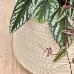 Dune Darcy Planter - Oat -PlantVibe Shop Dune Darcy Oat Close Up 2