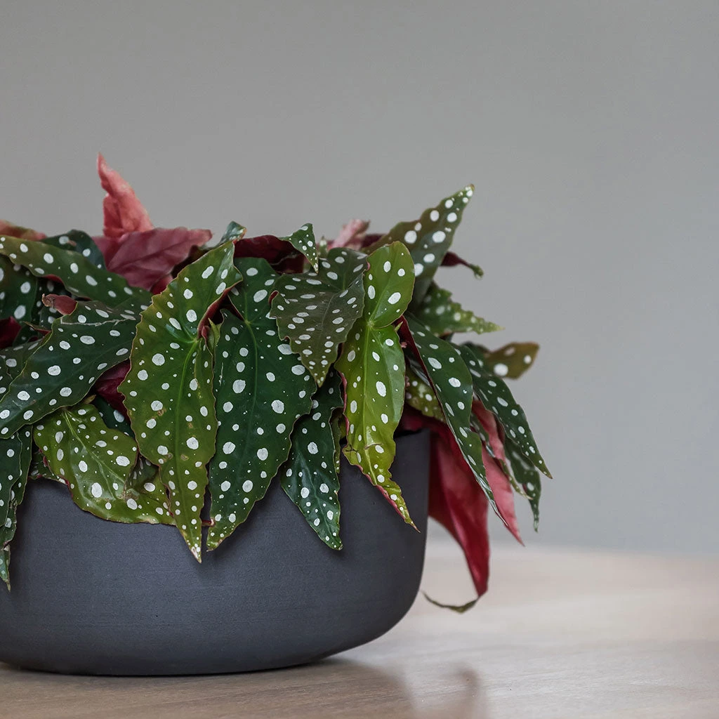 Eav Refined Plant Bowl - Volcano Black 2 Eav Refined Plant Bowl - Volcano Black - Image 2