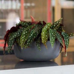 Eav Refined Plant Bowl - Volcano Black 7 Eav Refined Plant Bowl - Volcano Black -PlantVibe Shop Eav Plant Bowl Volcano Black Lifestyle 002