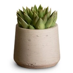 Patt Plant Pot - Grey Washed -PlantVibe Shop Echeveria agavoides Miranda 12x15cm Patt Plant Pot Grey Washed 17x14cm aed608b0 81da 4b55 818c ae9e54a02e02