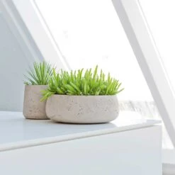 Eileen Plant Bowl - Grey Washed -PlantVibe Shop Eileen Plant Bowl Grey Washed Succulents