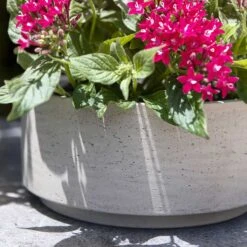 Eli Plant Bowl - Grey Washed -PlantVibe Shop Eli Plant Bowl Grey Washed Houseplants