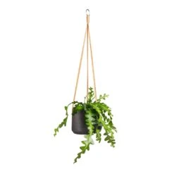 Patt Hanging Plant Pot - Black Washed 26 Patt Hanging Plant Pot - Black Washed -PlantVibe Shop Epiphyllum anguliger Fishbone Cactus 12x20cm Patt Hanging Plant Pot Black Washed 17x14cm 92f31cb7 3a0e 4b4f 8cb1 3abb2a543fe2