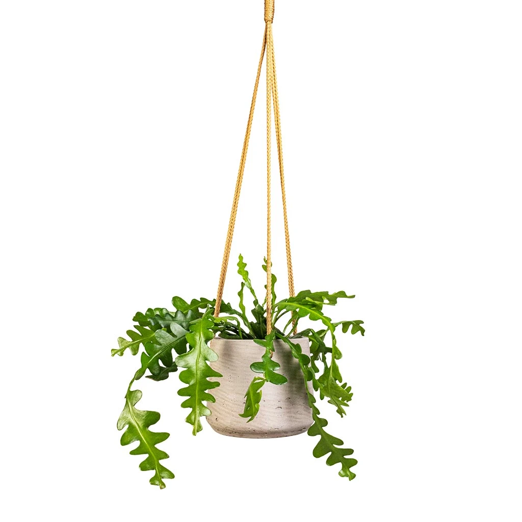 Patt Hanging Plant Pot - Grey Washed 12 Patt Hanging Plant Pot - Grey Washed - Image 12