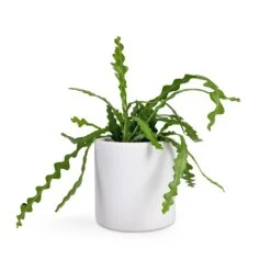 Puk Essentials Planter - Matt White 27 Puk Essentials Planter - Matt White -PlantVibe Shop Epiphyllum anguliger Fishbone Cactus 12x20cm Puk Planter Matt White 15x15cm 85b595d9 064c 4118 84f4 45cc7d5938fb