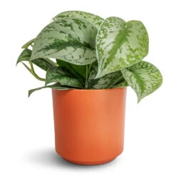 Epipremnum Trebie - Satin Pothos Trebie -PlantVibe Shop Epipremnum Trebie Satin Pothos Trebie 12x15cm Prague Plant Pot Cayenne 13x13cm 097e1d3f fcc8 4363 9e6a d4ce0279c211