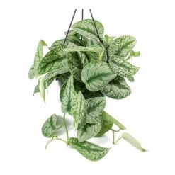 Epipremnum Trebie - Satin Pothos Trebie -PlantVibe Shop Epipremnum Trebie Satin Pothos Trebie